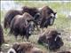 Muskox (Ovibos moschatus)