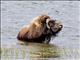 Muskox (Ovibos moschatus)