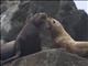 Steller Sea Lion (Eumetopias jubatus)