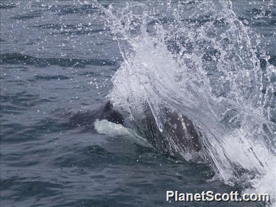 Dall's Porpoise (Phocoenoides dalli)