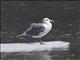 Glaucous-winged Gull (Larus glaucescens)