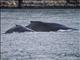 Humpback Whale (Megaptera novaeangliae)