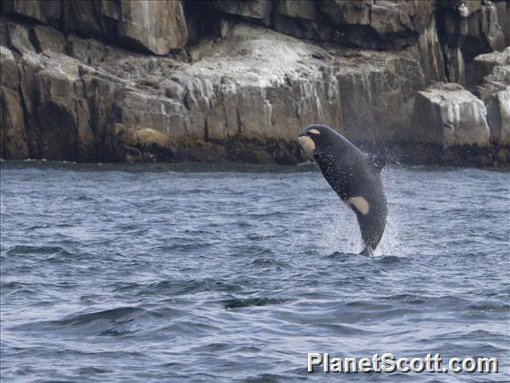 Killer Whale (Orcinus orca)