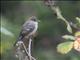 Willow Flycatcher (Empidonax traillii)