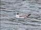 Franklins Gull (Leucophaeus pipixcan)