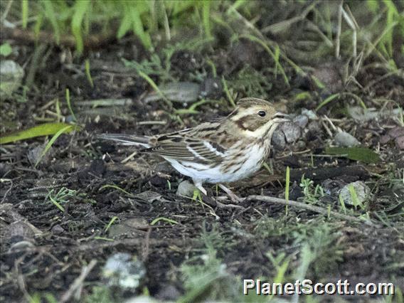 Rustic Bunting (Emberiza rustica)