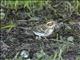 Rustic Bunting (Emberiza rustica)