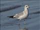 Mew Gull (Larus canus)