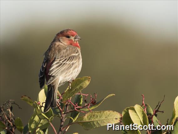 House Finch (Haemorhous mexicanus)