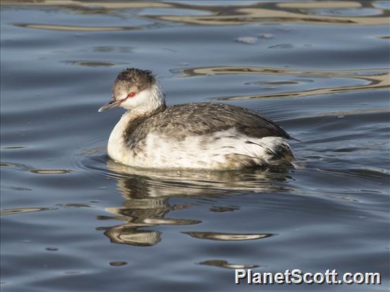 Horned Grebe (Podiceps auritus)