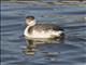 Horned Grebe (Podiceps auritus)