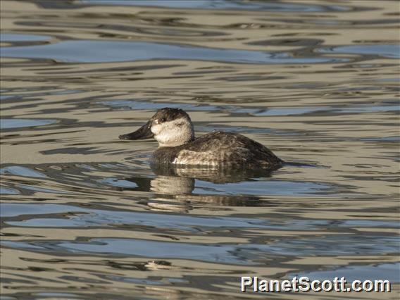 Ruddy Duck (Oxyura jamaicensis)