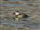 Ruddy Duck (Oxyura jamaicensis)