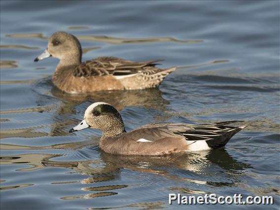 American Wigeon (Mareca americana)