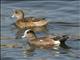 American Wigeon (Mareca americana)