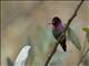 Annas Hummingbird (Calypte anna)