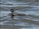 Pelagic Cormorant (Phalacrocorax pelagicus)