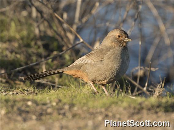 California Towhee (Melozone crissalis)