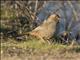 California Towhee (Melozone crissalis)