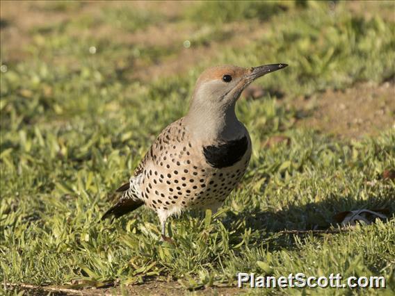 Northern Flicker (Colaptes auratus)