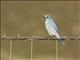 Mountain Bluebird (Sialia currucoides)