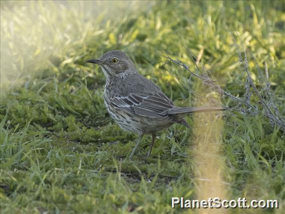 Sage Thrasher (Oreoscoptes montanus)