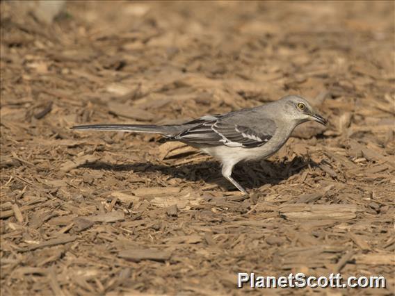 Northern Mockingbird (Mimus polyglottos)