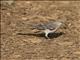 Northern Mockingbird (Mimus polyglottos)