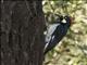 Acorn Woodpecker (Melanerpes formicivorus)