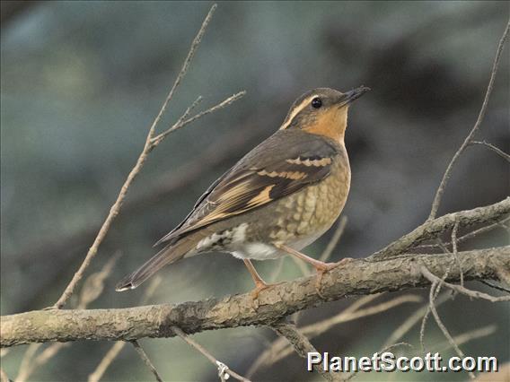 Varied Thrush (Ixoreus naevius)