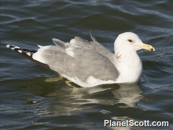 California Gull (Larus californicus)