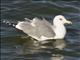 California Gull (Larus californicus)