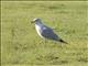 Ring-billed Gull (Larus delawarensis)