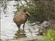 Ridgways Rail (Rallus obsoletus)