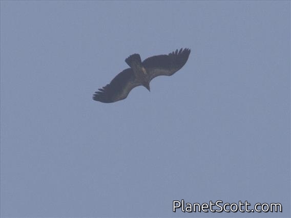 Himalayan Griffon (Gyps himalayensis)