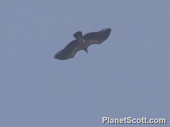 Slender-billed Vulture (Gyps tenuirostris)