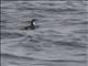 Scripps Murrelet (Synthliboramphus scrippsi)