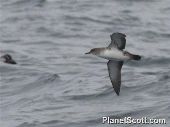 Black-vented Shearwater (Puffinus opisthomelas)