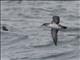 Black-vented Shearwater (Puffinus opisthomelas)