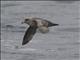 Northern Fulmar (Fulmarus glacialis)