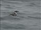 Marbled Murrelet (Brachyramphus marmoratus)