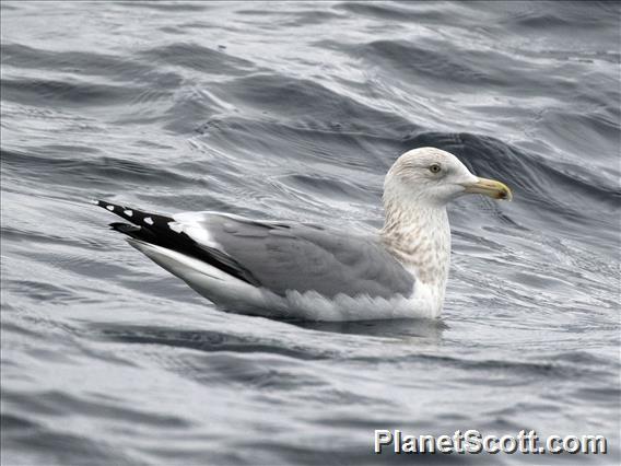 American Herring Gull (Larus smithsonianus) - Non-breeding