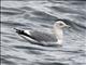 American Herring Gull (Larus smithsonianus) - Non-breeding