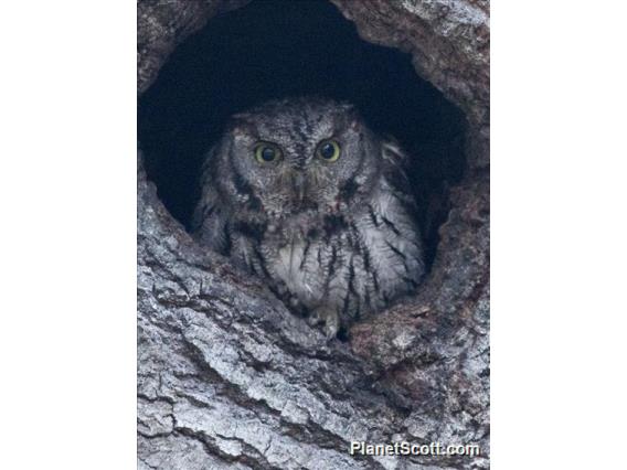 Western Screech-Owl (Megascops kennicottii)