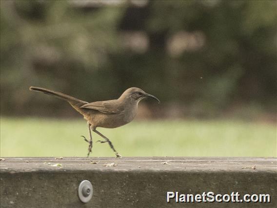 California Thrasher (Toxostoma redivivum)