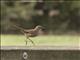 California Thrasher (Toxostoma redivivum)