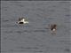 Common Eider (Somateria mollissima)