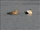 Common Eider (Somateria mollissima) - Breeding Plumage