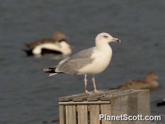 European Herring Gull (Larus argentatus)