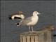 European Herring Gull (Larus argentatus)